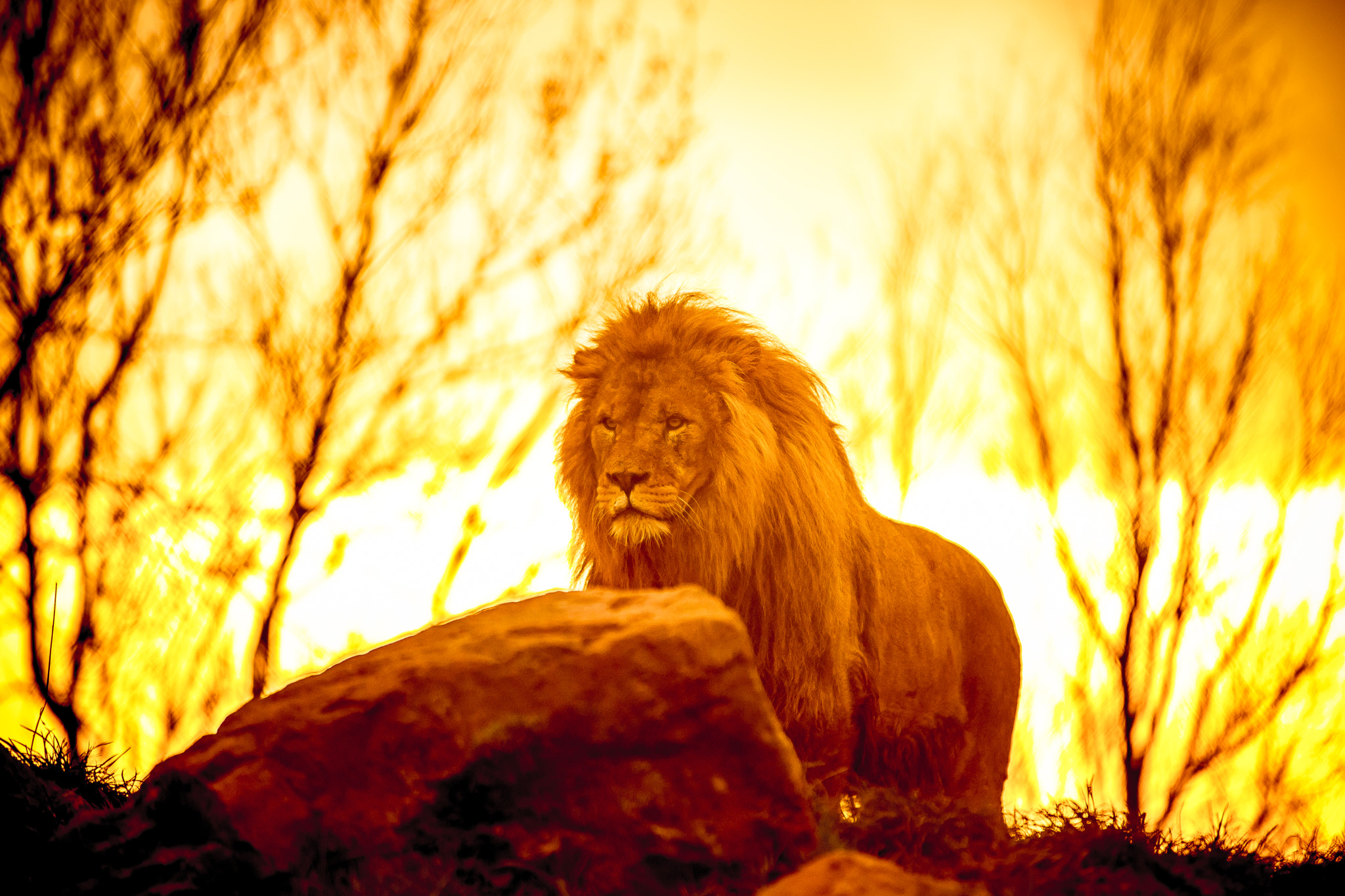 Tamron SP AF 70-200mm F2.8 Di LD (IF) MACRO sample photo. King of the pride photography