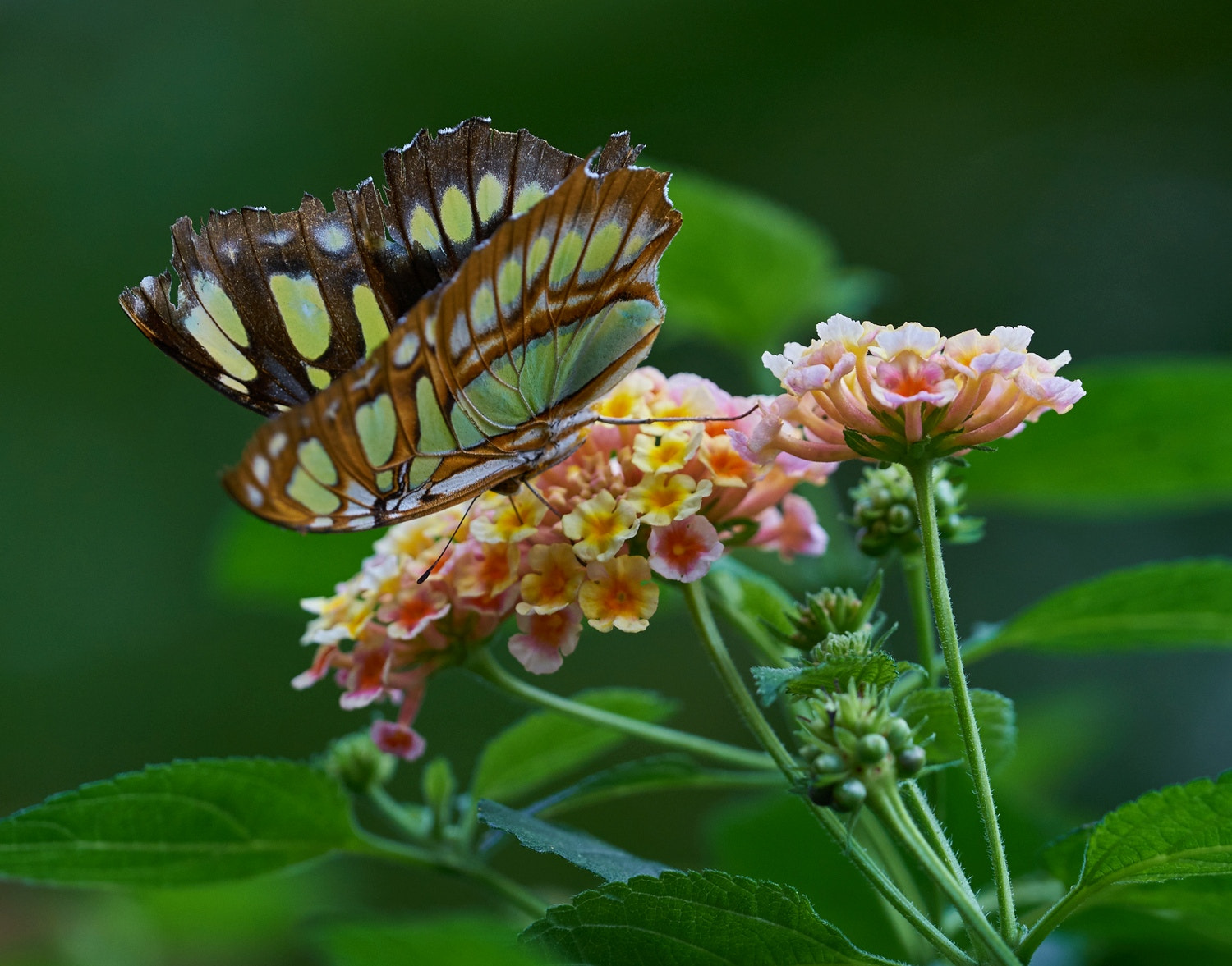Sony 70-300mm F4.5-5.6 G SSM sample photo