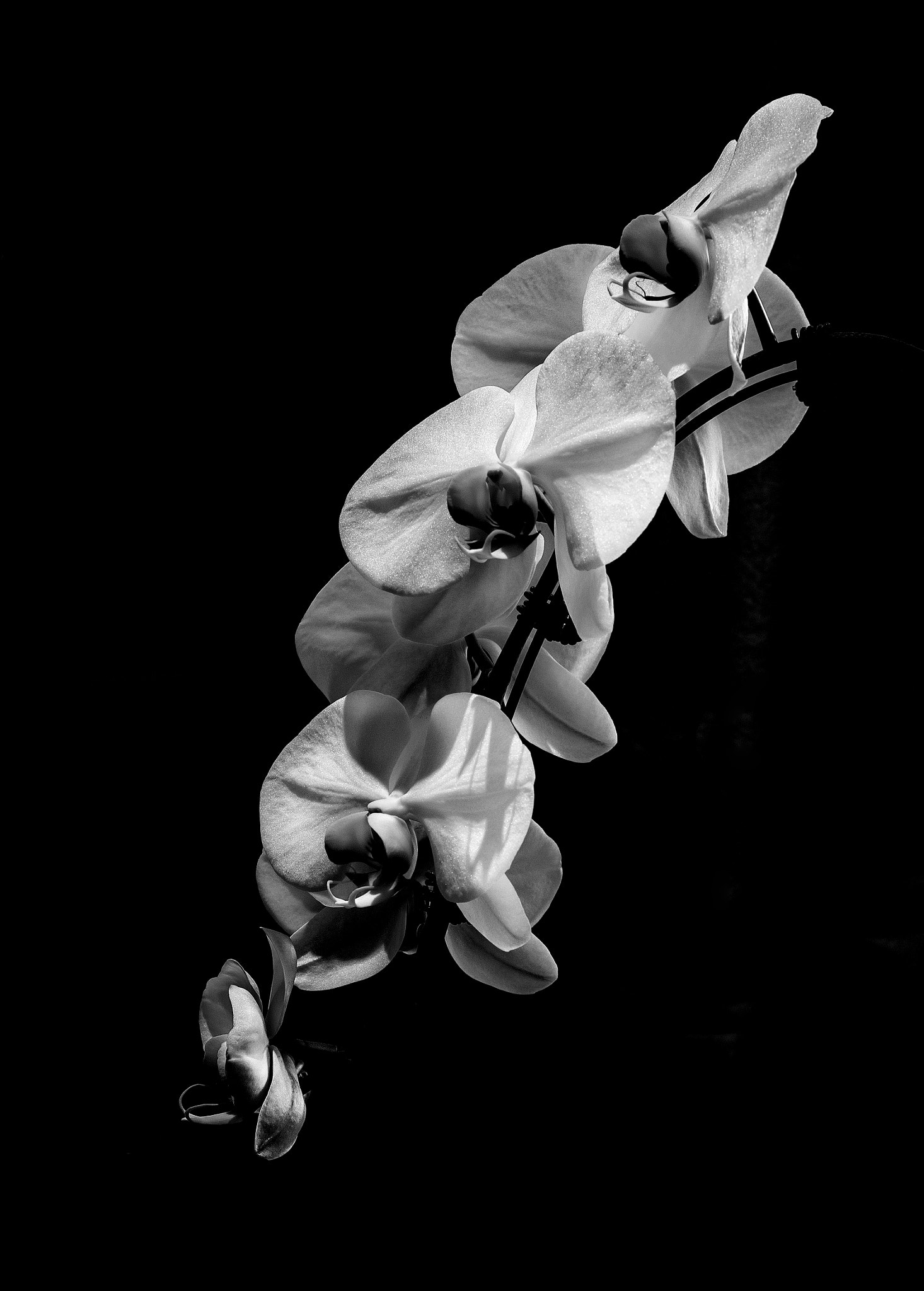 Nikon D800E + Nikon AF-S Nikkor 50mm F1.8G sample photo. Orchid iii photography