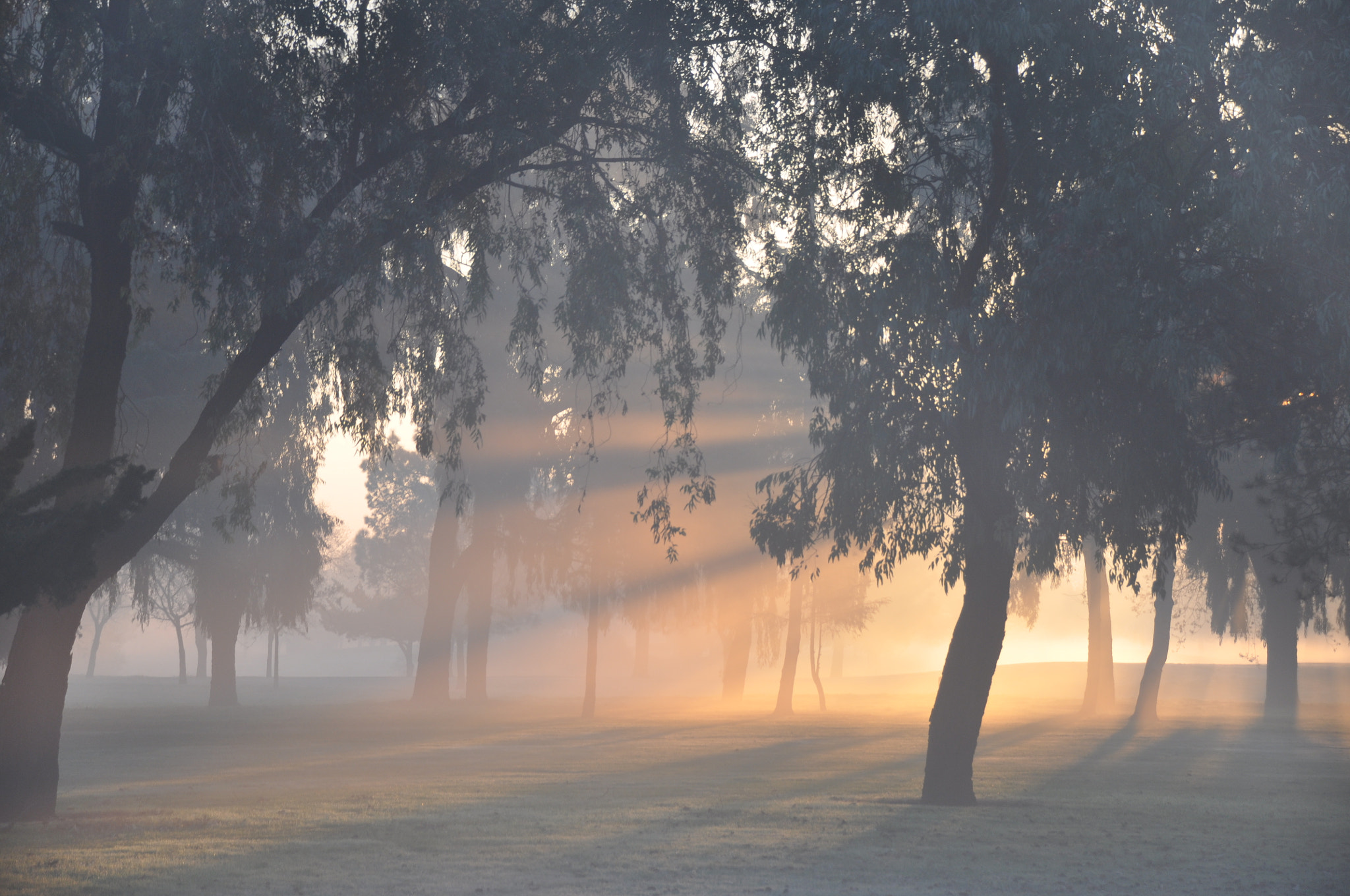 Sigma 18-250mm F3.5-6.3 DC Macro OS HSM sample photo. Interesting light from the rising sun and the morning fog. photography