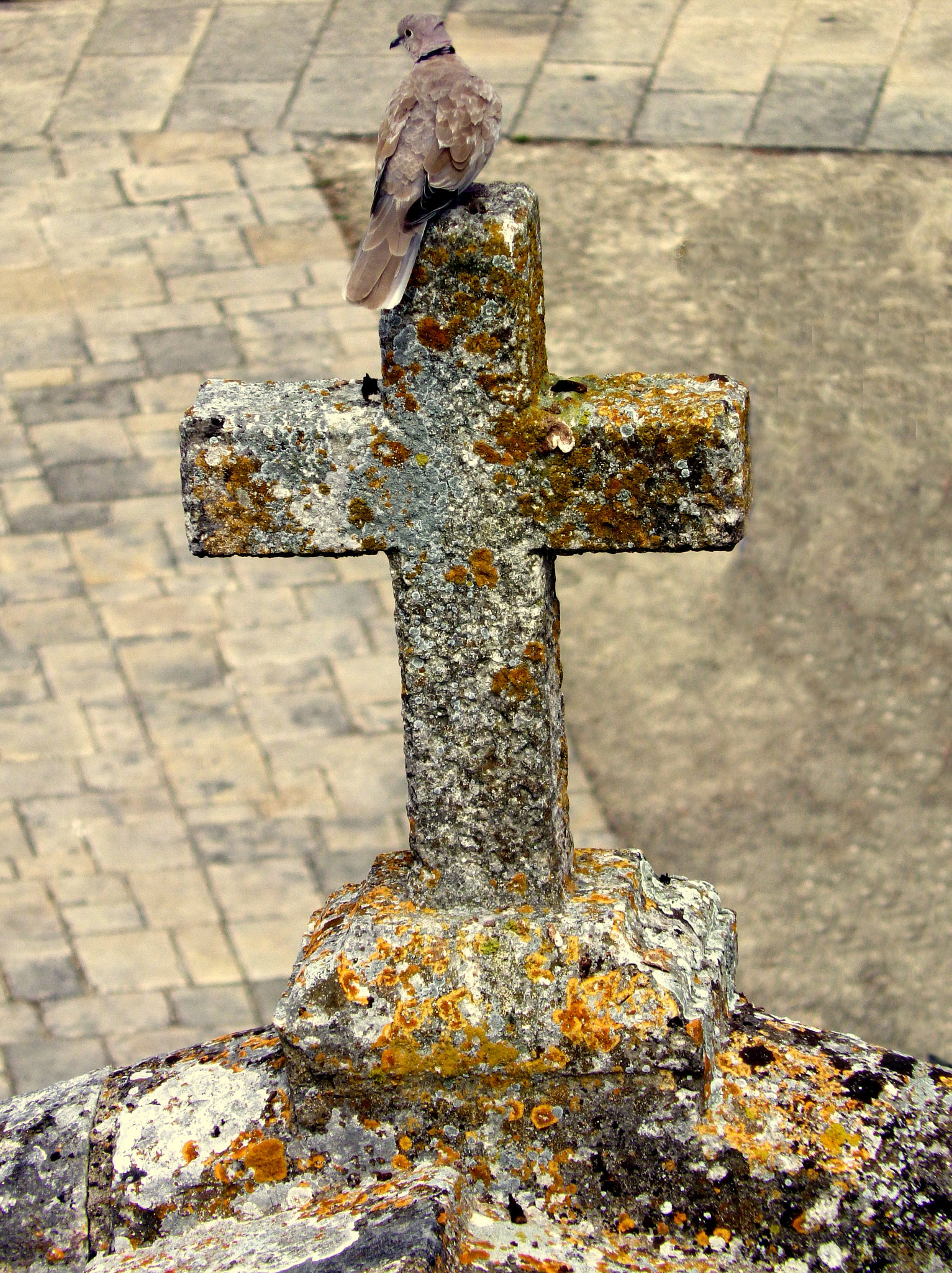 Pentax X-5 sample photo. Pigeon photography