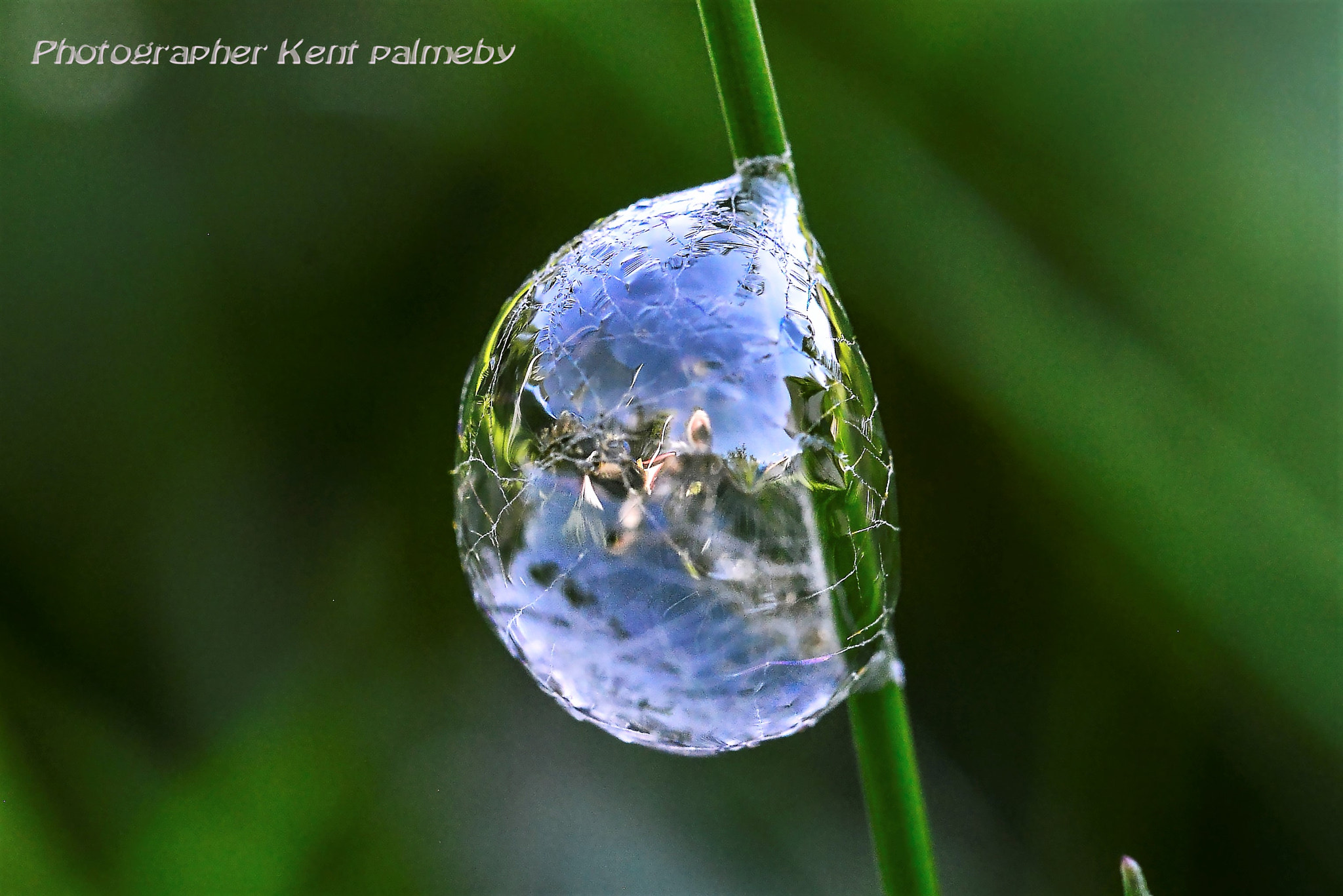 Nikon D800E sample photo. Lock at me in the bubble photography