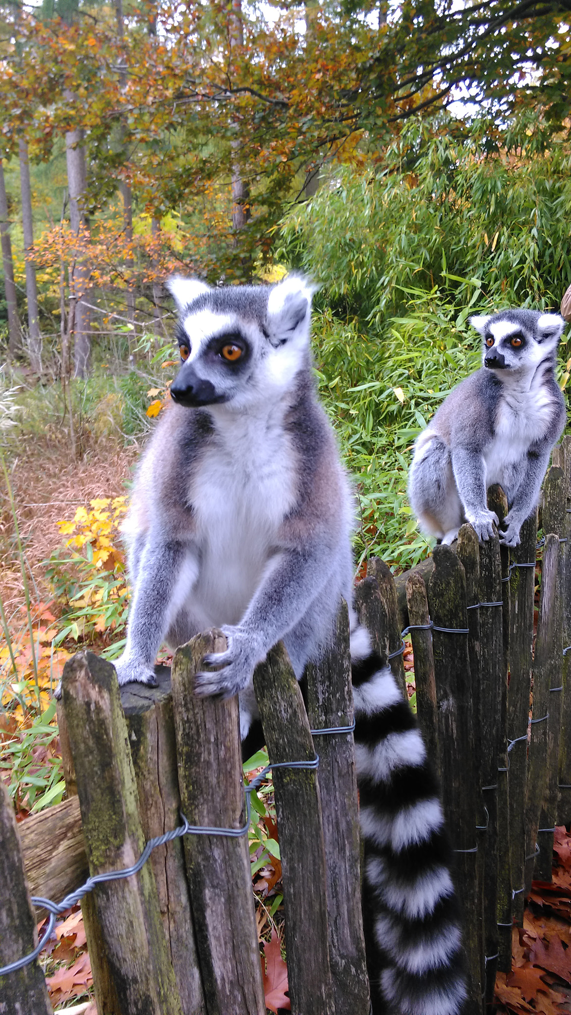 HTC ONE M8S sample photo. Ring-tailed lemur  photography