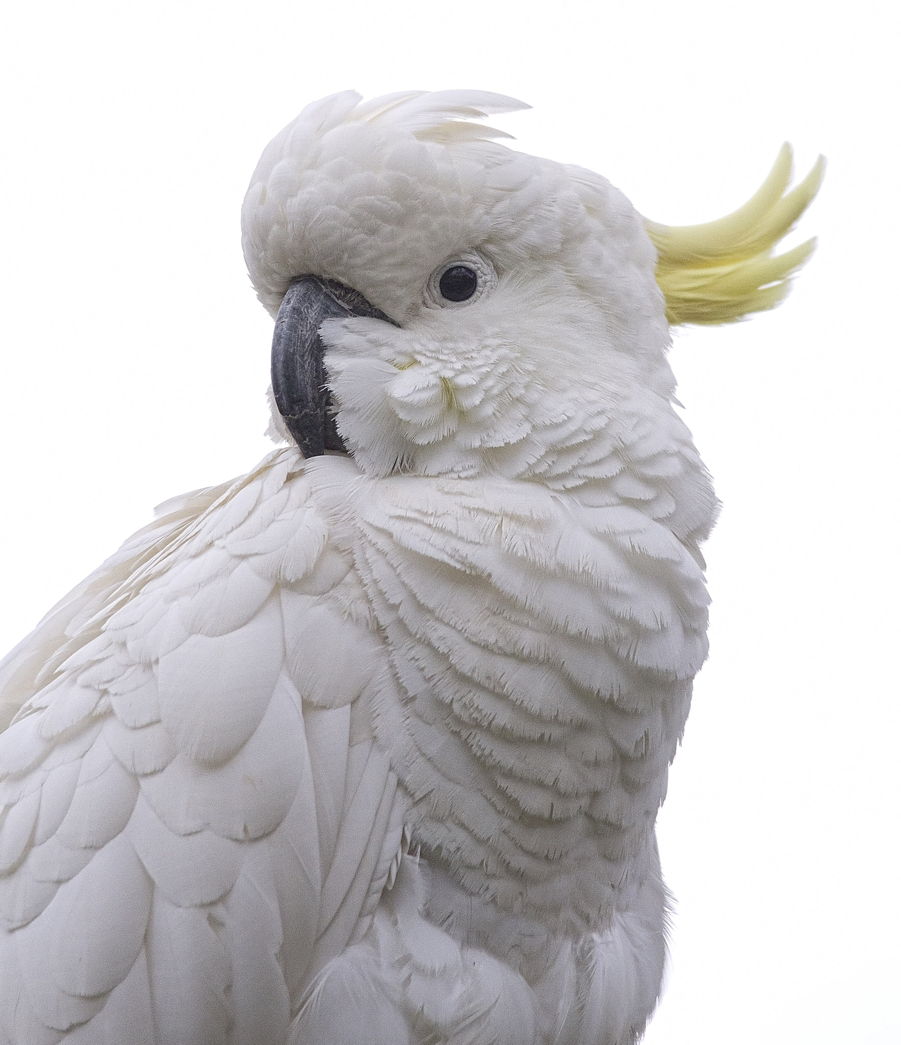 Sigma 150-500mm F5-6.3 DG OS HSM sample photo. Cockatoo in the tree. photography