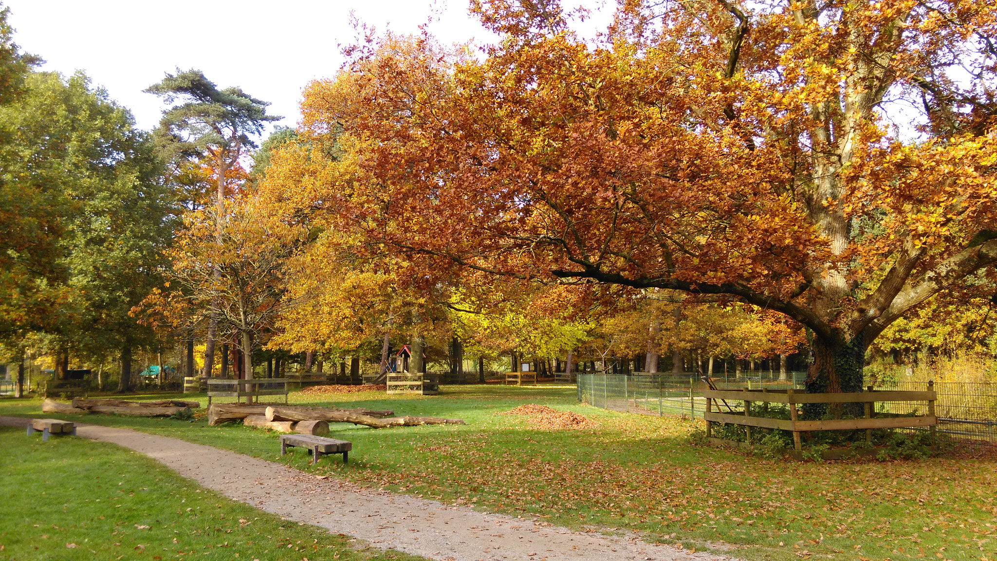 HTC ONE M8S sample photo. Autumn in the netherlands photography