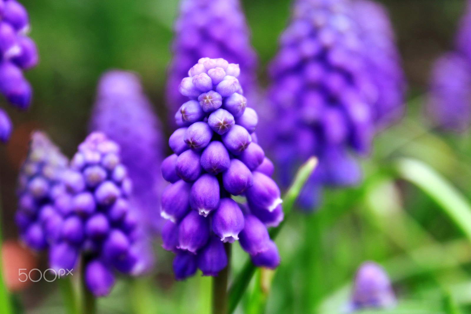 Canon EF-S 18-55mm F3.5-5.6 IS sample photo. Spring in my soul... photography