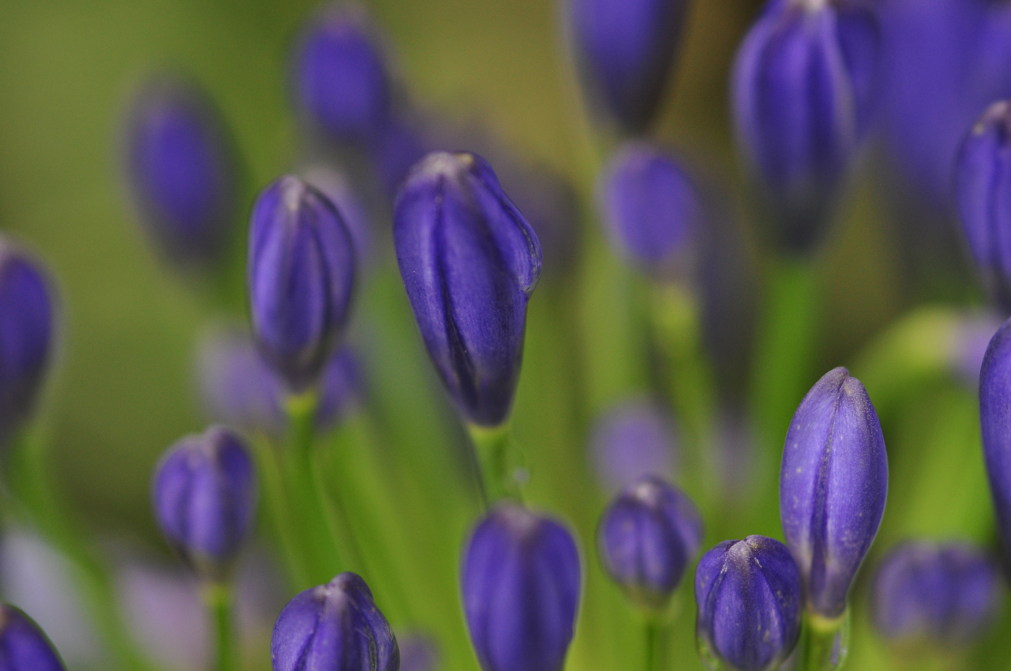 Sigma 105mm F2.8 EX DG Macro sample photo. Blue photography