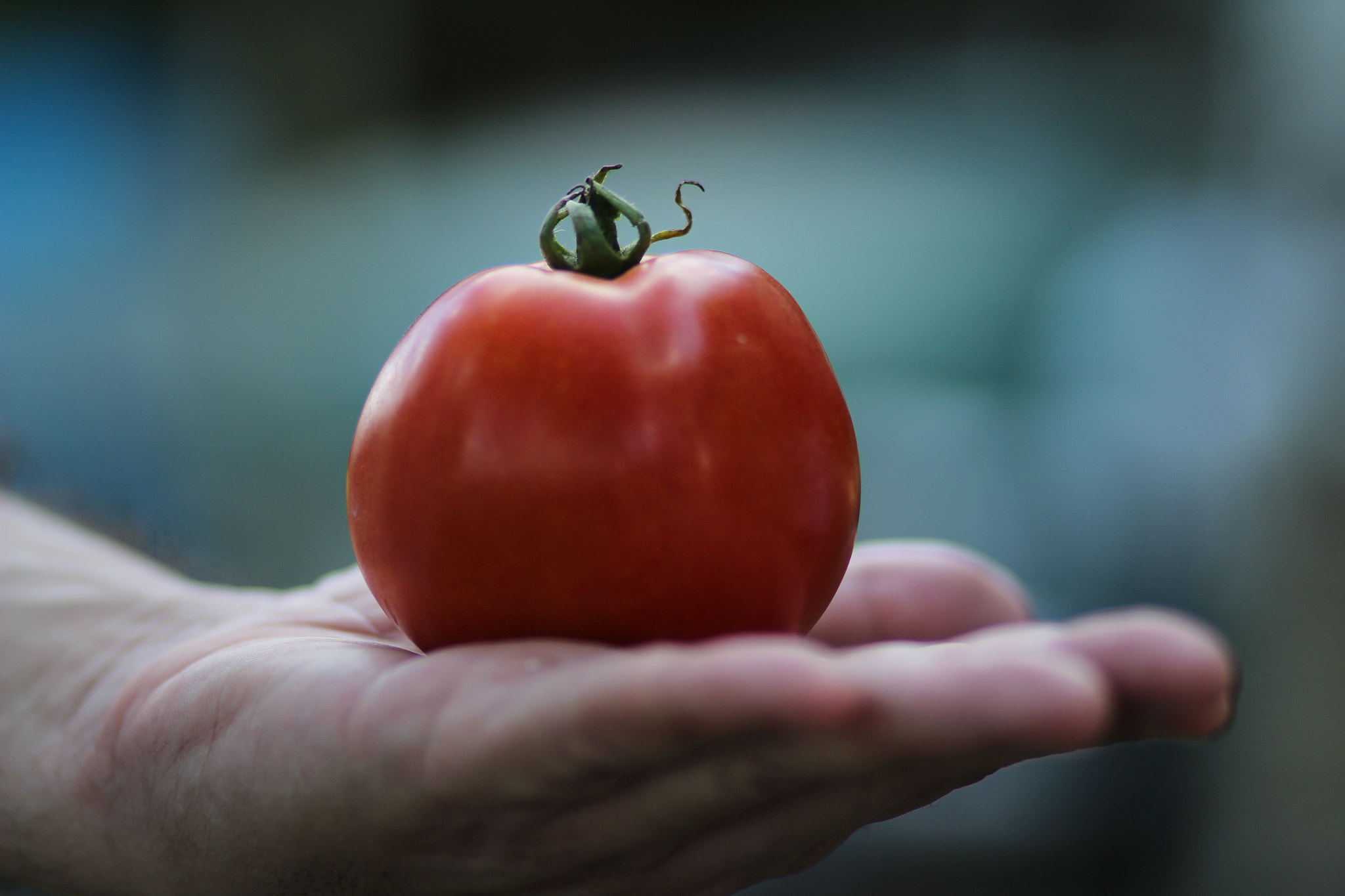 Canon EF 85mm F1.8 USM sample photo. Tomato photography