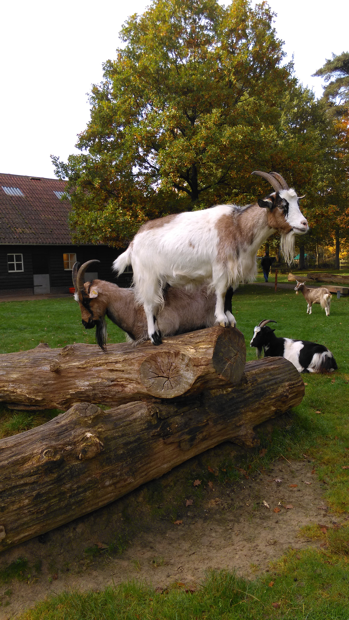 HTC ONE M8S sample photo. Petting zoo  photography