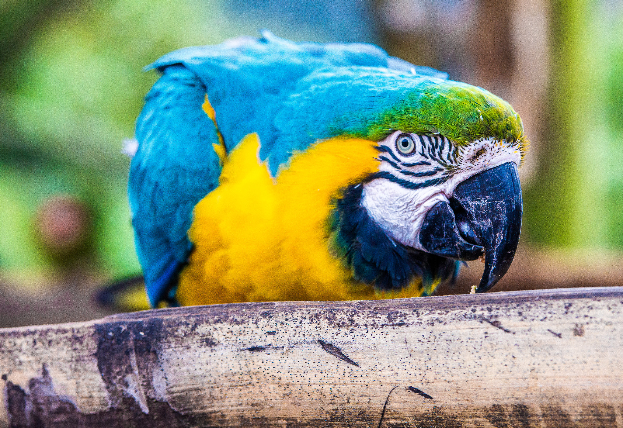 Sony a99 II + Tamron SP AF 70-200mm F2.8 Di LD (IF) MACRO sample photo. Macaw parrot photography