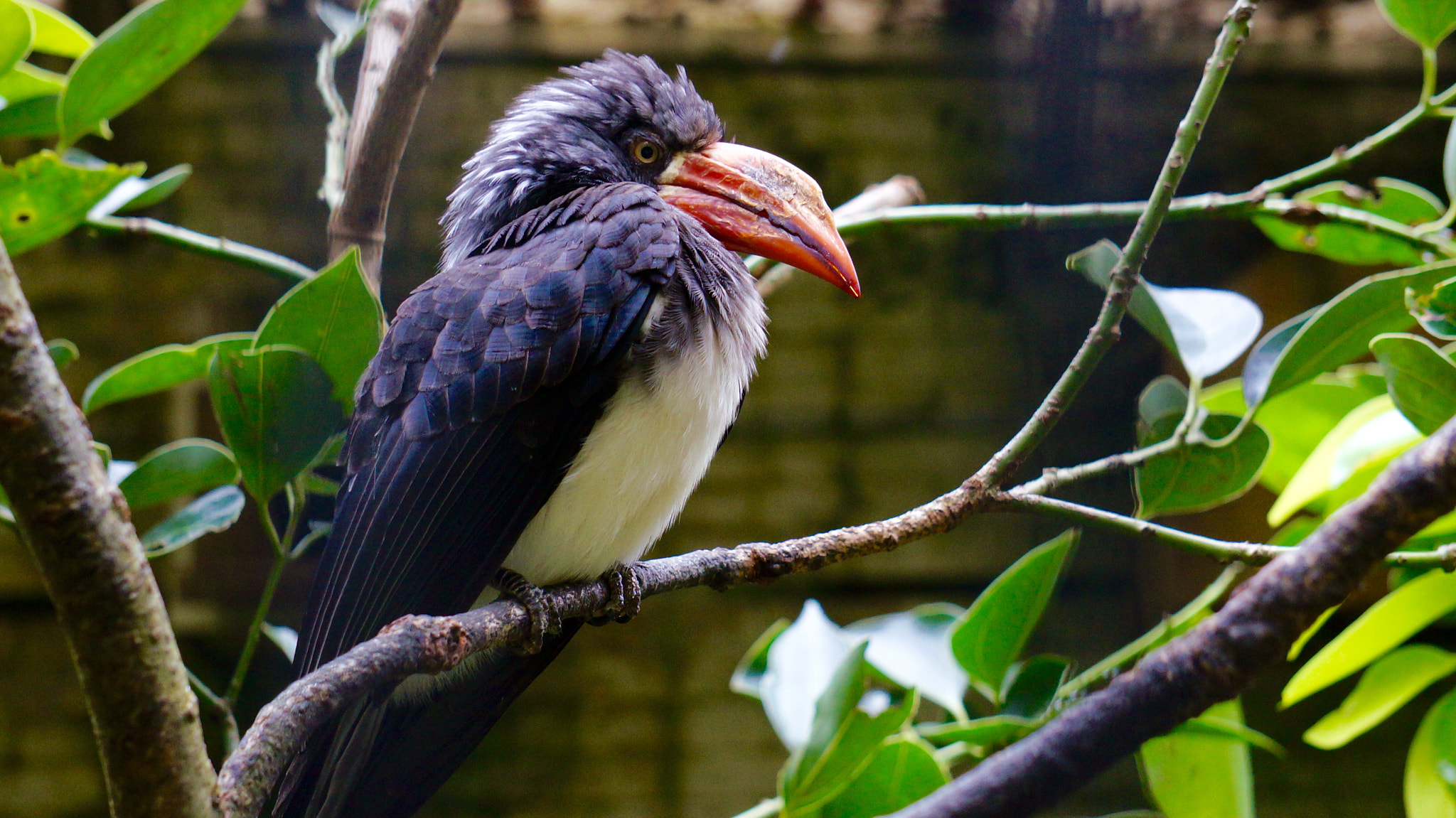 Sony E 55-210mm F4.5-6.3 OSS sample photo. Angry bird photography