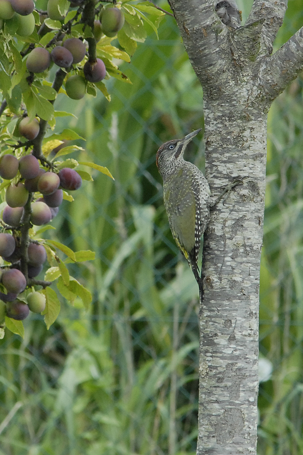 Nikon D200 sample photo. Pic vert photography