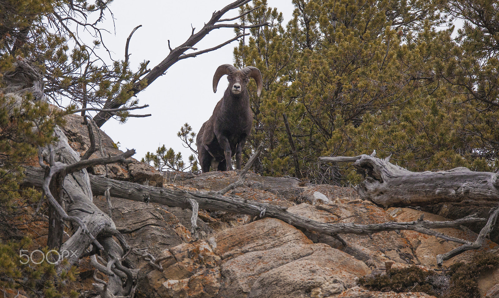 Sigma 150-600mm F5-6.3 DG OS HSM | C sample photo. Here's looking at you photography