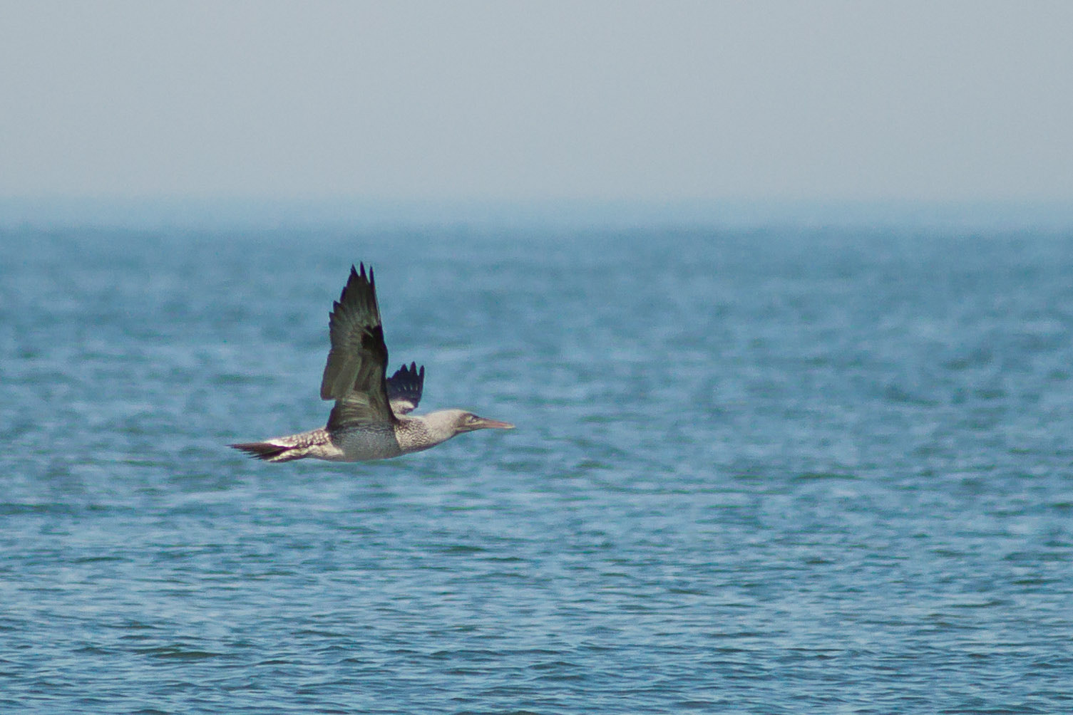 Sony Alpha DSLR-A850 + Minolta AF 80-200mm F2.8 HS-APO G sample photo. Juvenile gannet photography