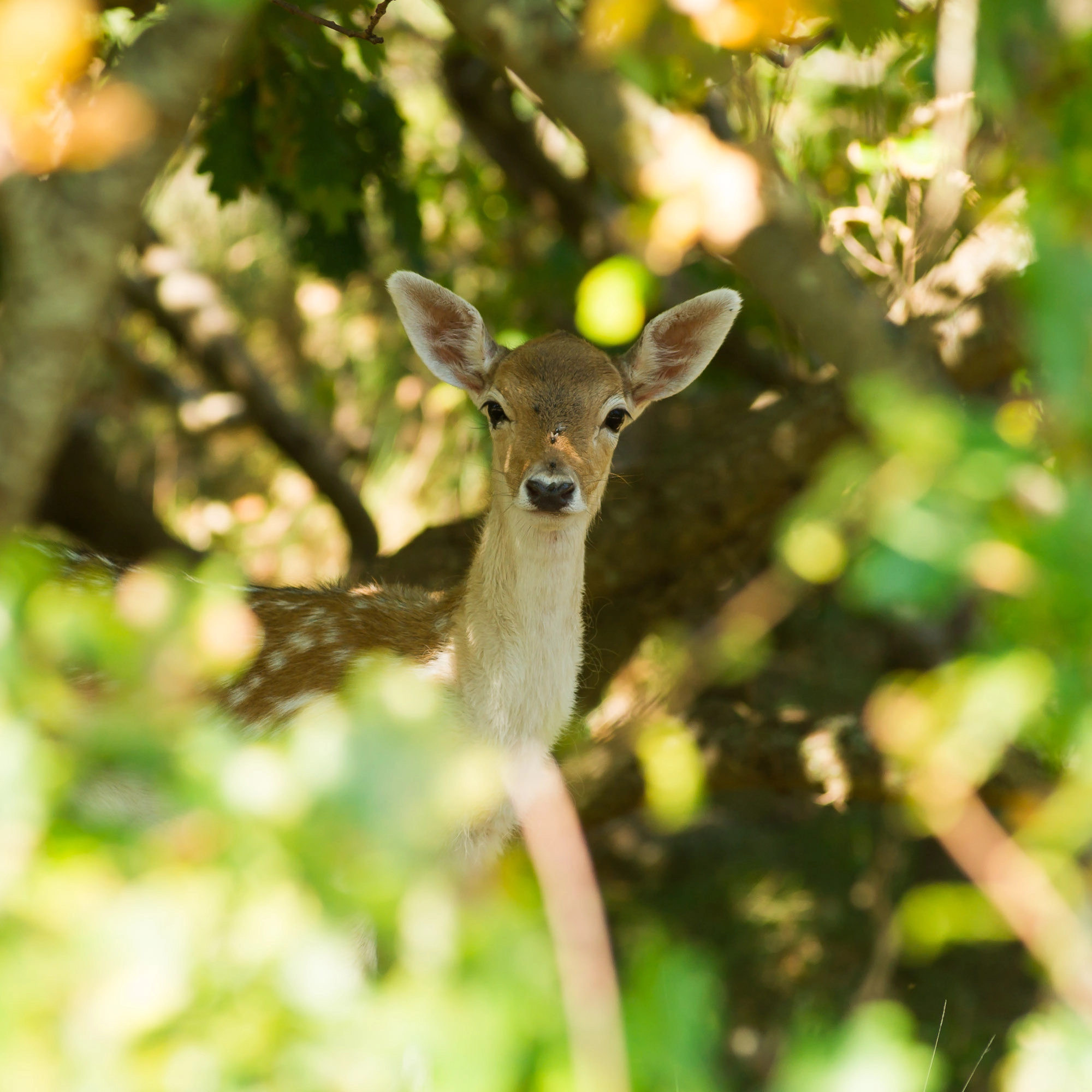 Sony Alpha DSLR-A850 + Minolta AF 80-200mm F2.8 HS-APO G sample photo. Deer in the dutch dunes photography