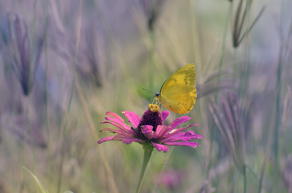 Nikon D7000 + Sigma 150mm F2.8 EX DG Macro HSM sample photo. Alone photography