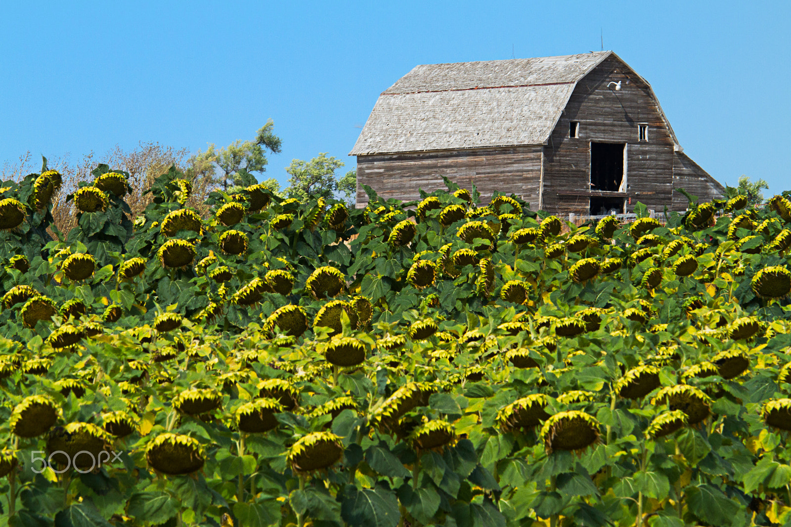 Canon EF 70-200mm F4L IS USM sample photo. Sunflowers and barn photography