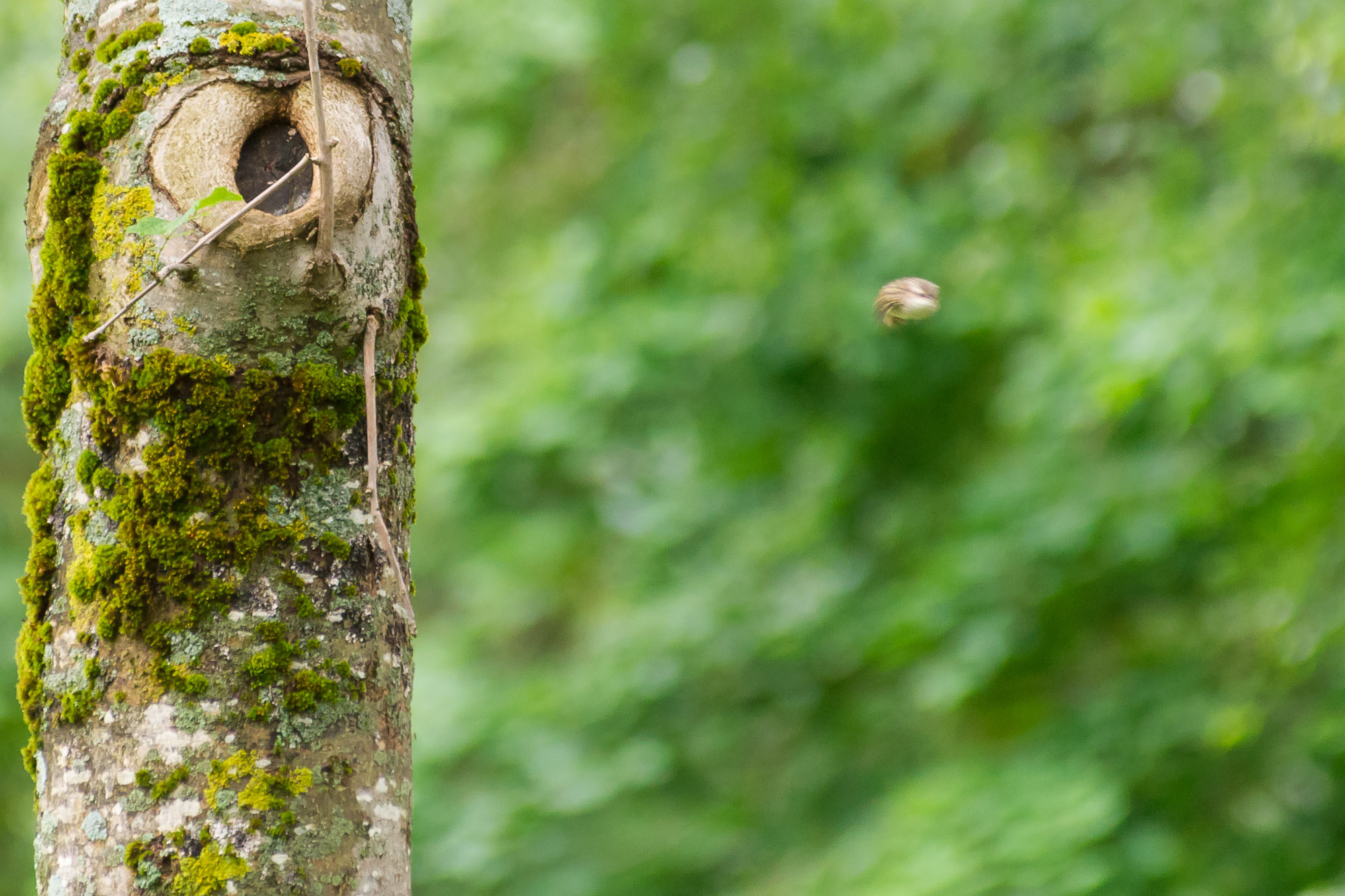 Minolta AF 80-200mm F2.8 HS-APO G sample photo. Bird in flight photography