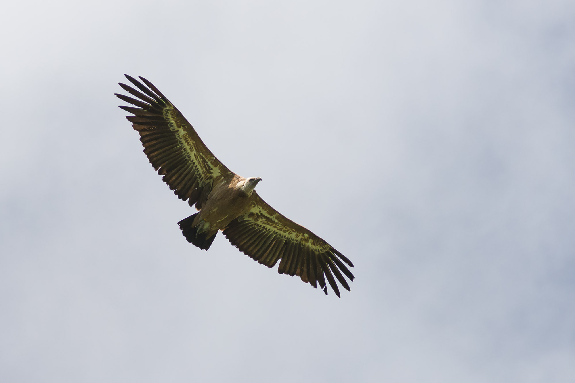 Minolta AF 80-200mm F2.8 HS-APO G sample photo. Griffon vulture photography