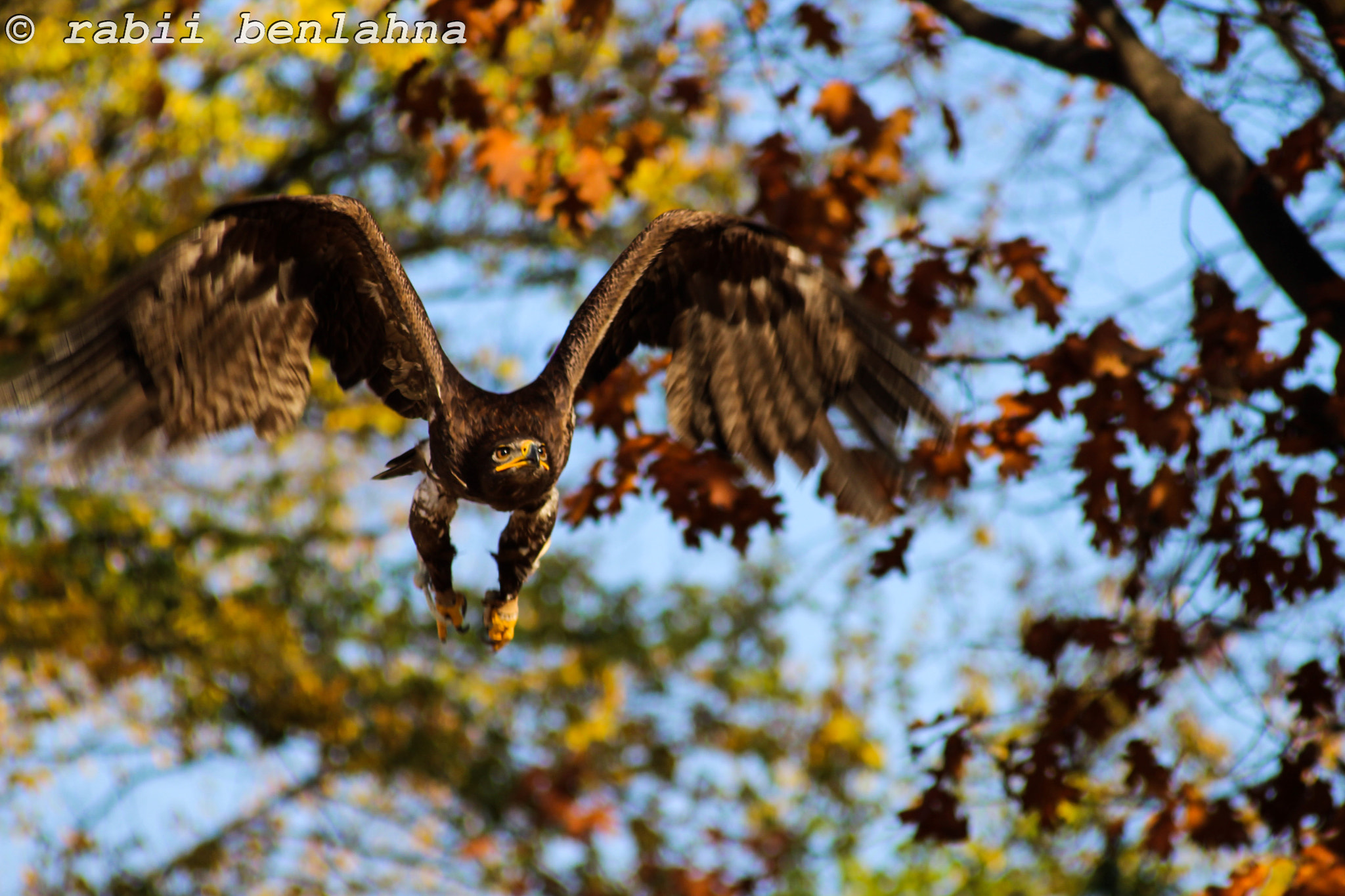 Sigma 50-200mm F4-5.6 DC OS HSM sample photo. Golden eagle photography