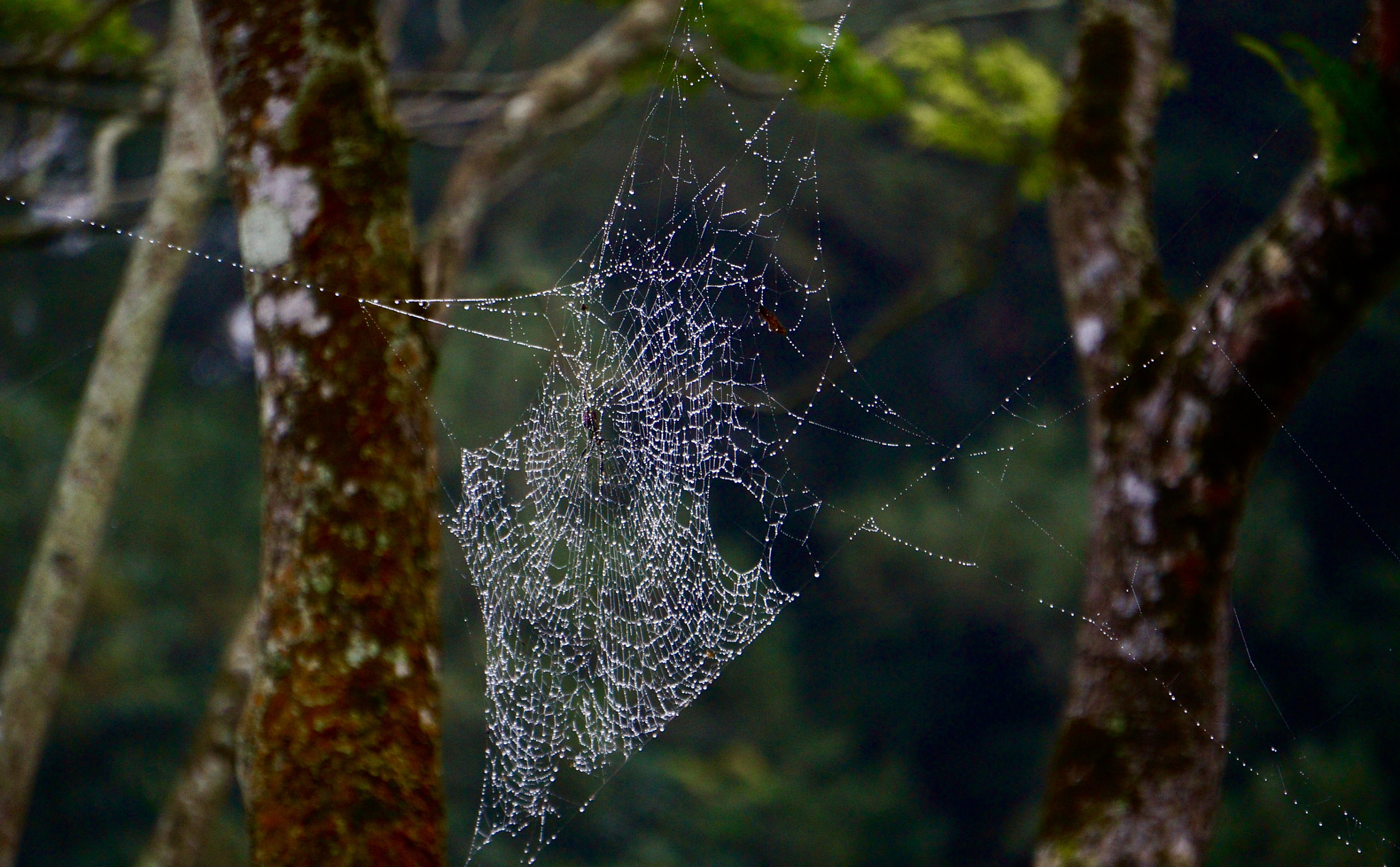 Sony E 55-210mm F4.5-6.3 OSS sample photo. Silver web photography