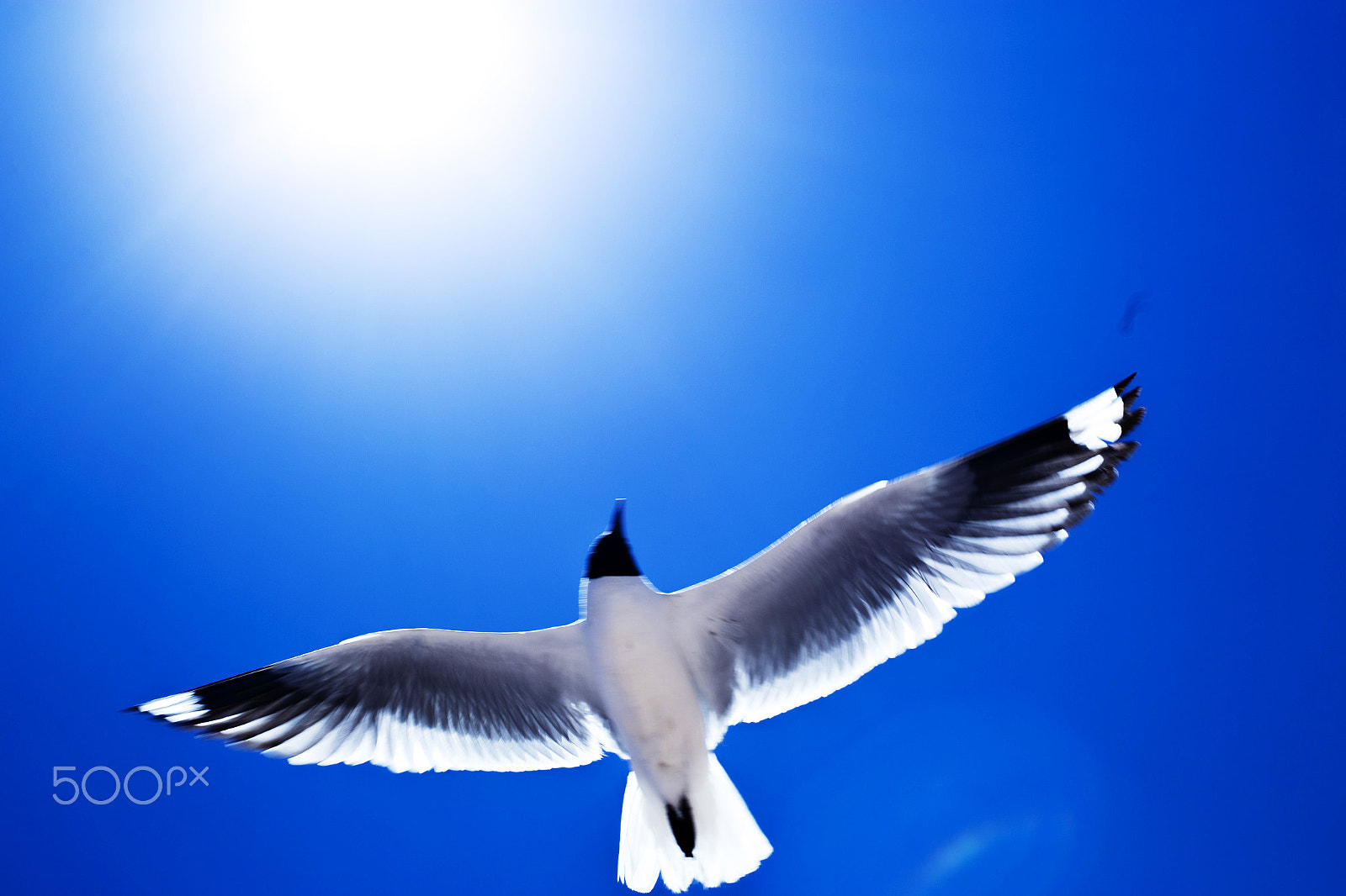 ZEISS Planar T* 50mm F1.4 sample photo. Atacama sky photography