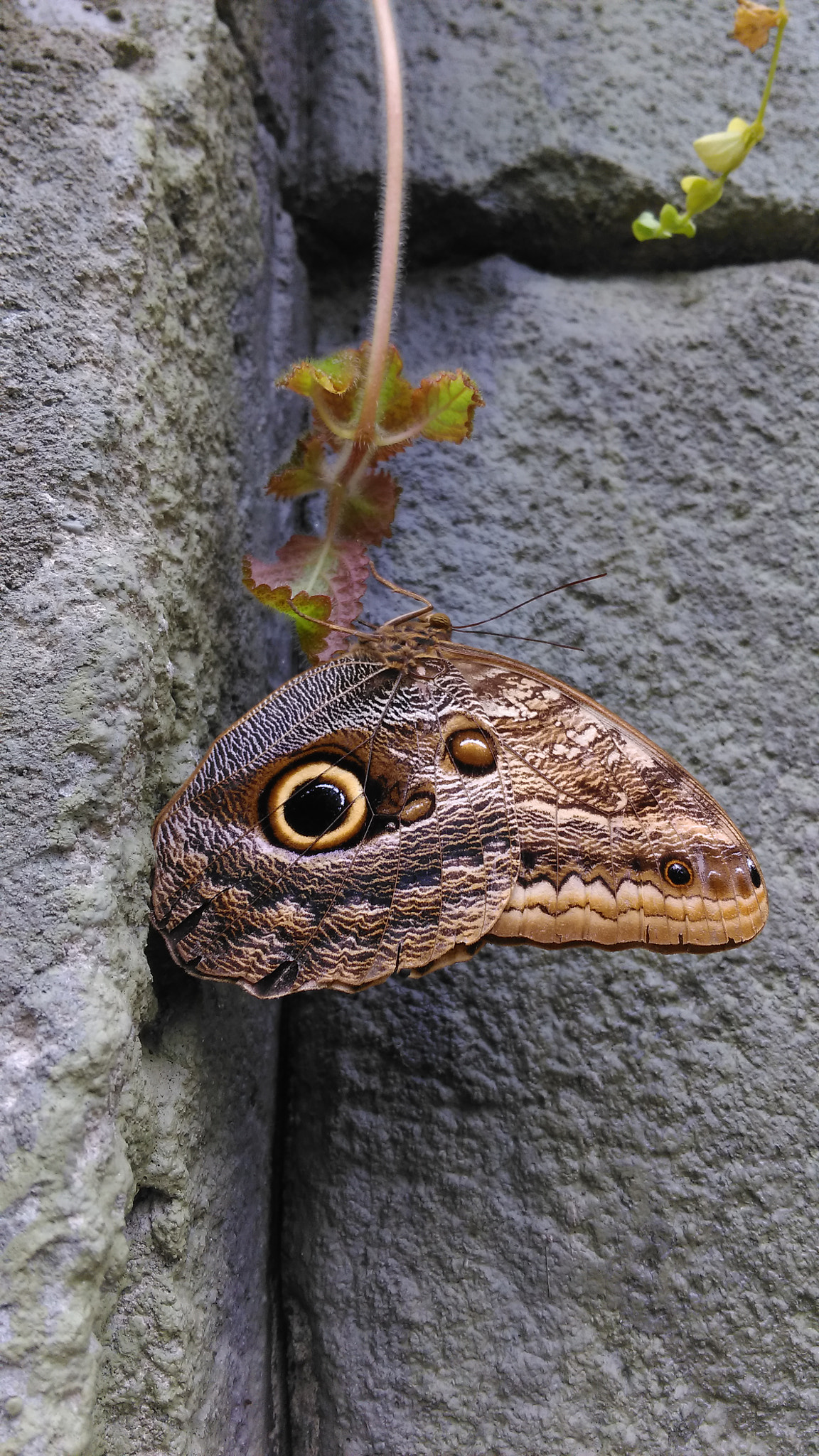 HTC ONE M8S sample photo. Close-up butterfly photography