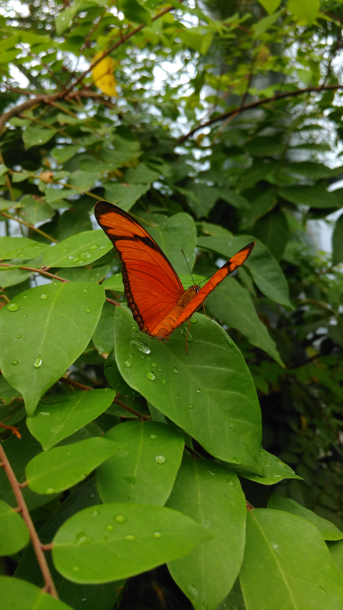 HTC ONE M8S sample photo. Orange butterfly photography