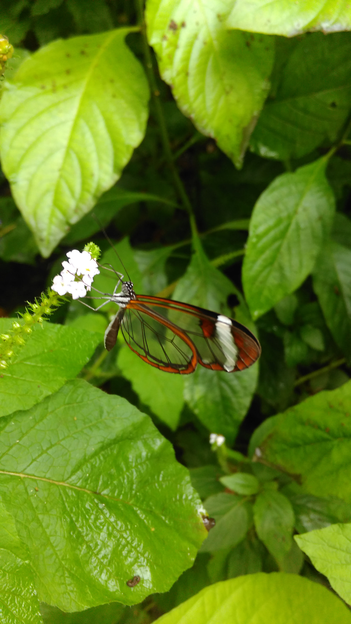 HTC ONE M8S sample photo. Transparent butterfly photography