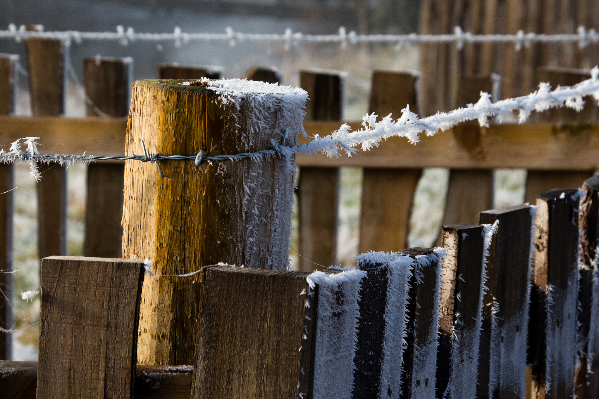 Sigma 18-250mm F3.5-6.3 DC OS HSM sample photo. Morning frost photography