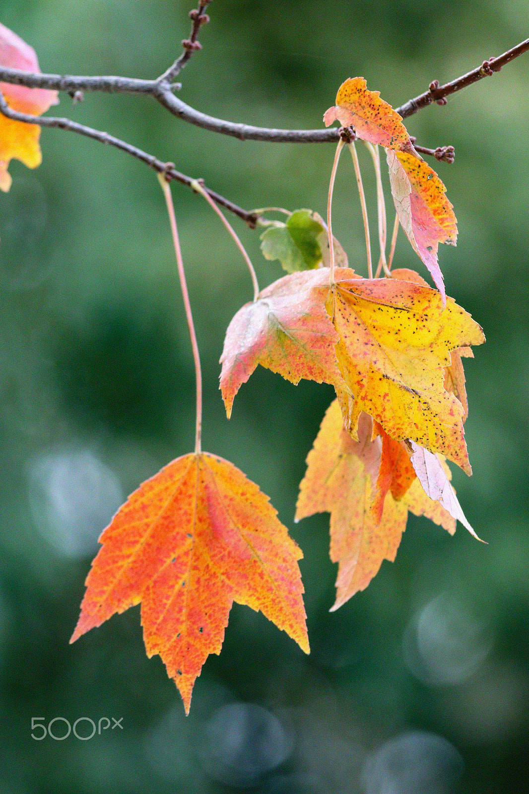 Canon EF 70-300mm F4-5.6 IS USM sample photo. Vibrant fall colors photography