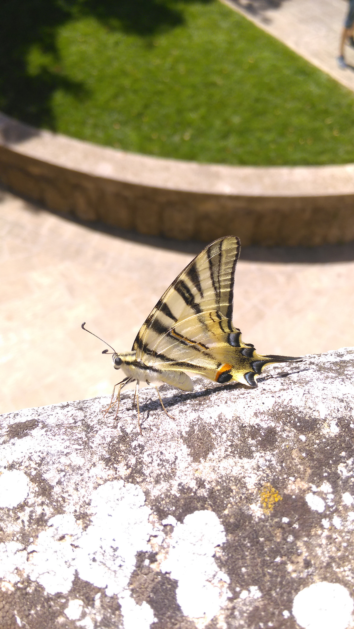 HTC ONE M8S sample photo. Butterfly in rimini photography