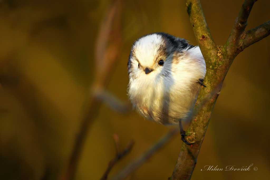 Canon EOS 7D Mark II + Canon EF 300mm F2.8L IS USM sample photo. Mini monkey from the czech basin photography