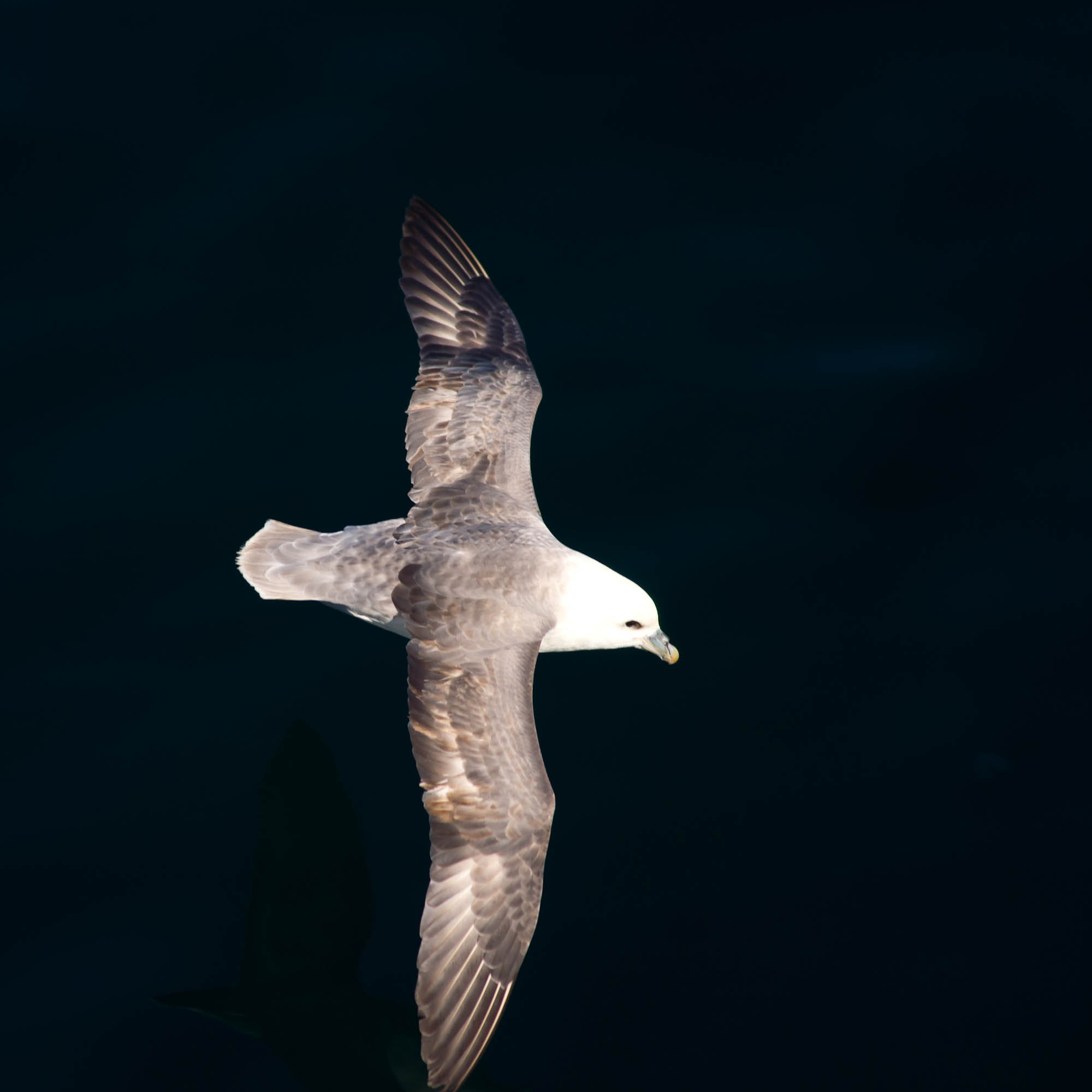 Minolta AF 80-200mm F2.8 HS-APO G sample photo. Gull photography