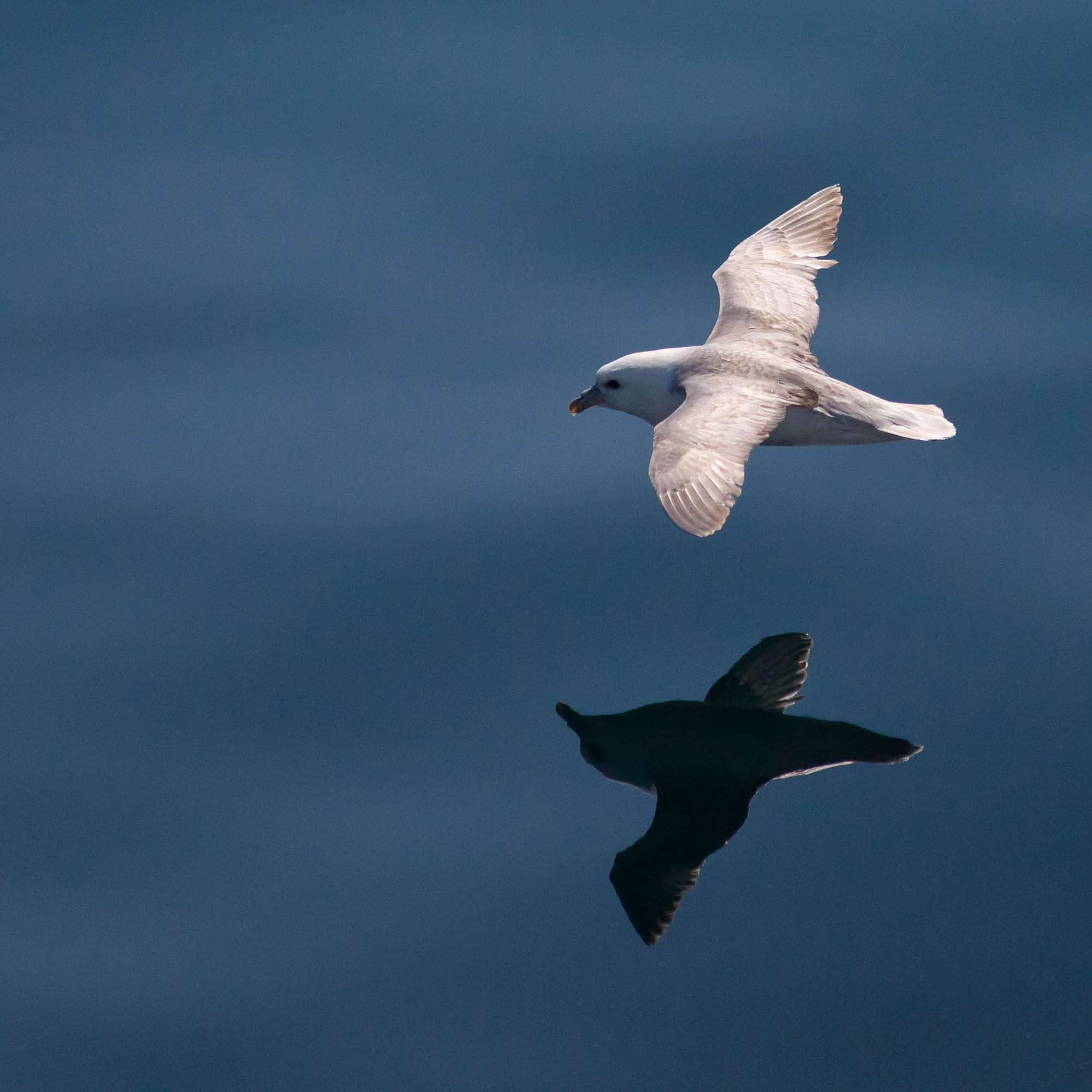 Minolta AF 80-200mm F2.8 HS-APO G sample photo. Gull photography