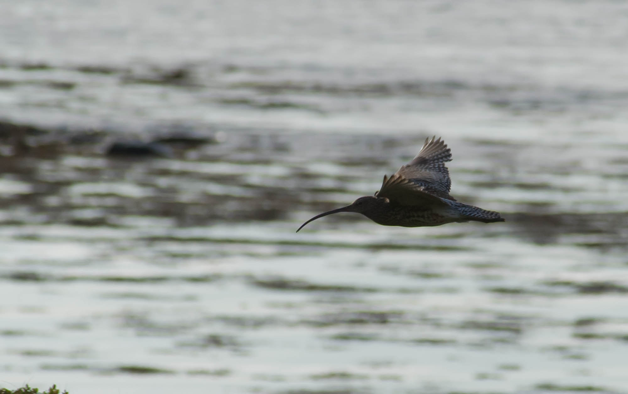 Sony Alpha DSLR-A850 + Minolta AF 80-200mm F2.8 HS-APO G sample photo. Curlew photography