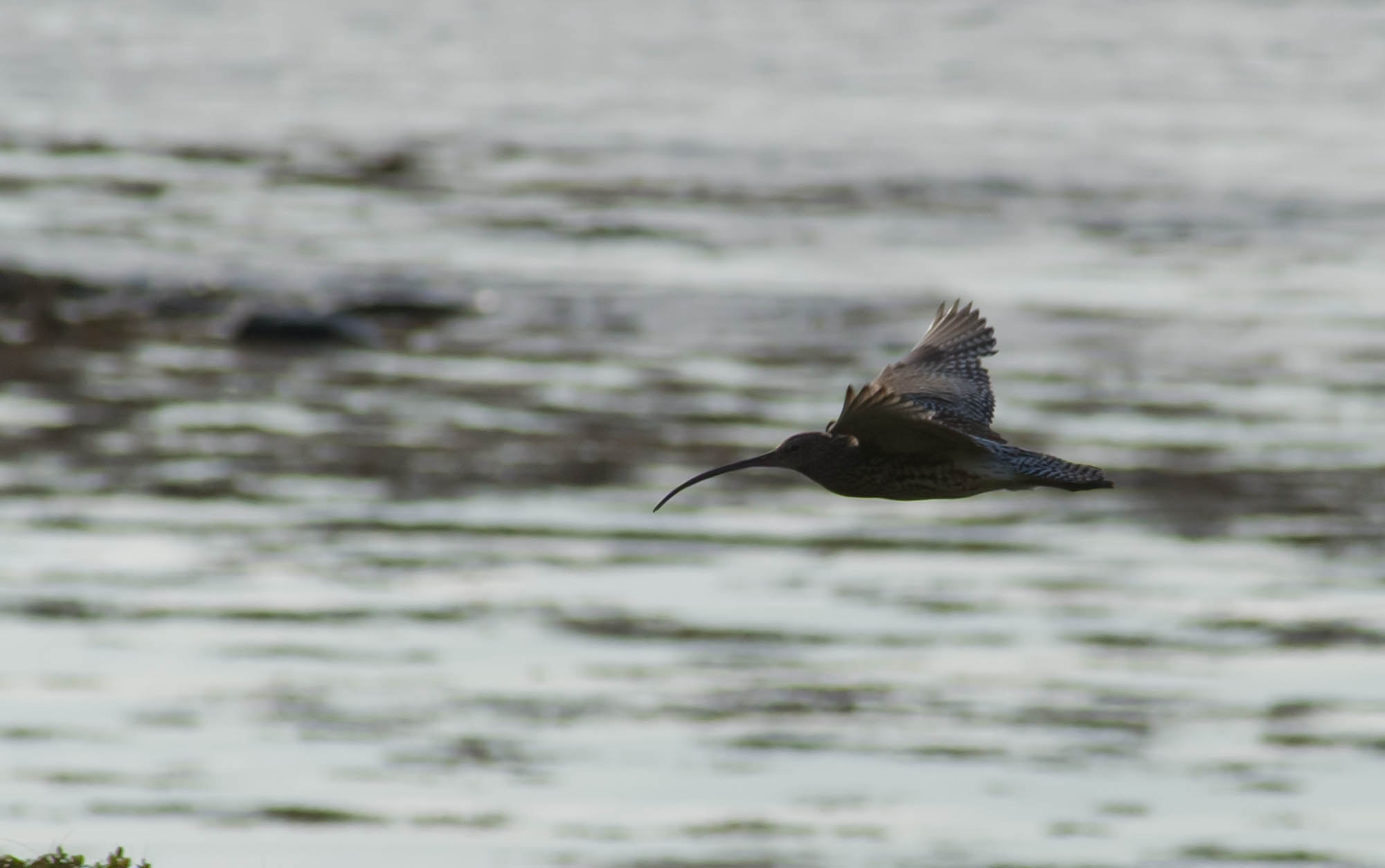 Minolta AF 80-200mm F2.8 HS-APO G sample photo. Curlew photography