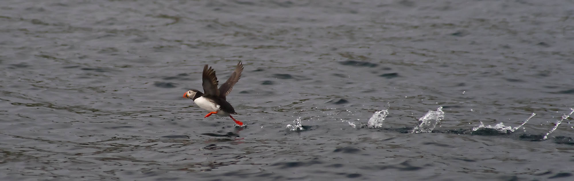 Sony Alpha DSLR-A850 sample photo. Puffin take off! photography
