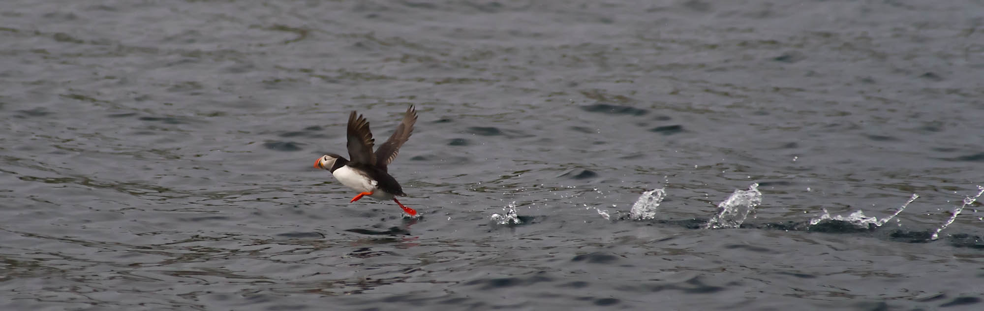 Minolta AF 80-200mm F2.8 HS-APO G sample photo. Puffin take off! photography