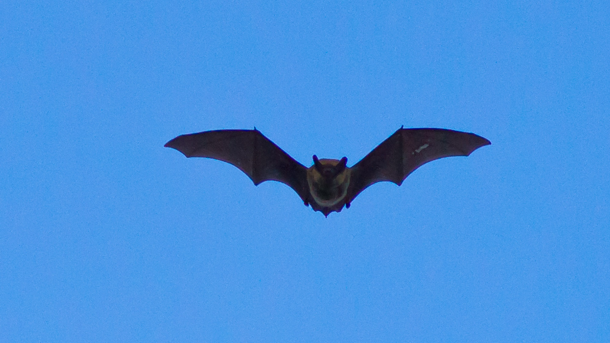 Sony Alpha DSLR-A850 + Minolta AF 80-200mm F2.8 HS-APO G sample photo. Bat photography