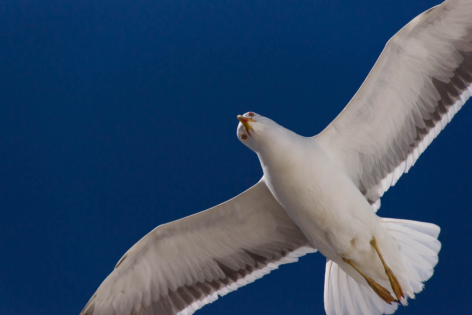 Sony Alpha DSLR-A850 + Minolta AF 80-200mm F2.8 HS-APO G sample photo. Seagull photography