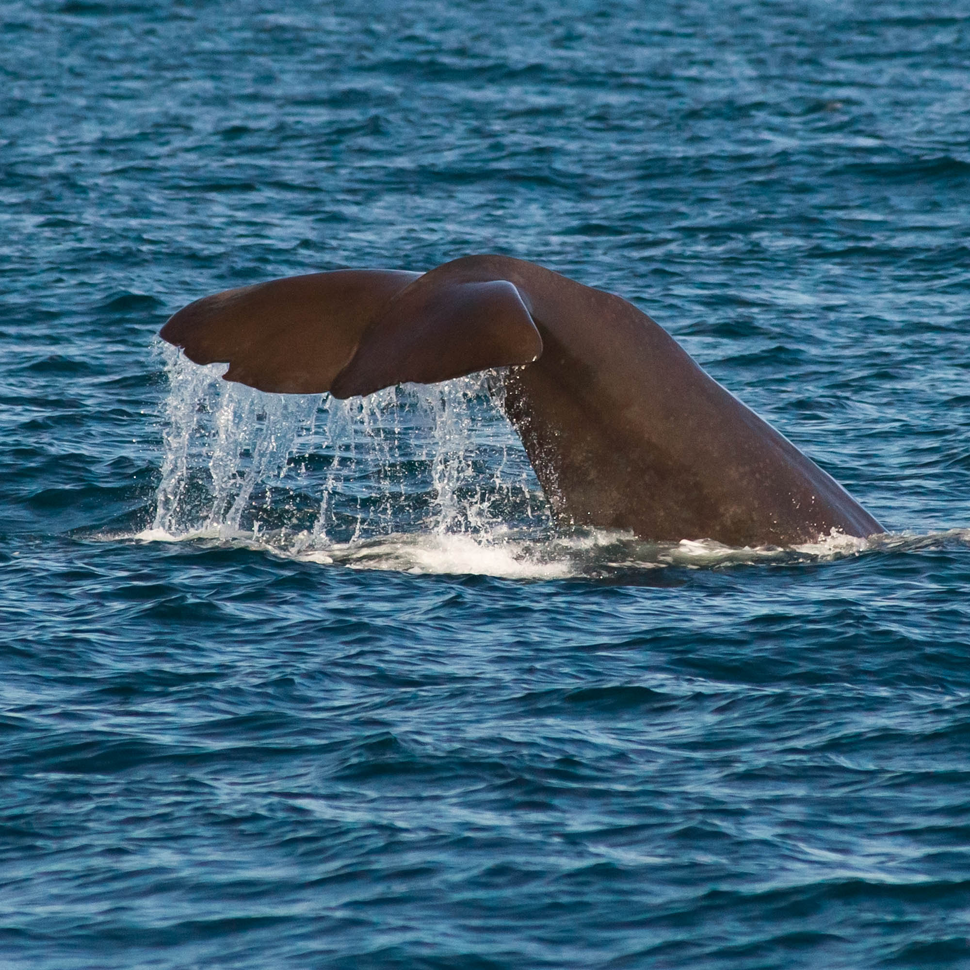 Sony Alpha DSLR-A850 + Minolta AF 80-200mm F2.8 HS-APO G sample photo. Whale diving for food. photography