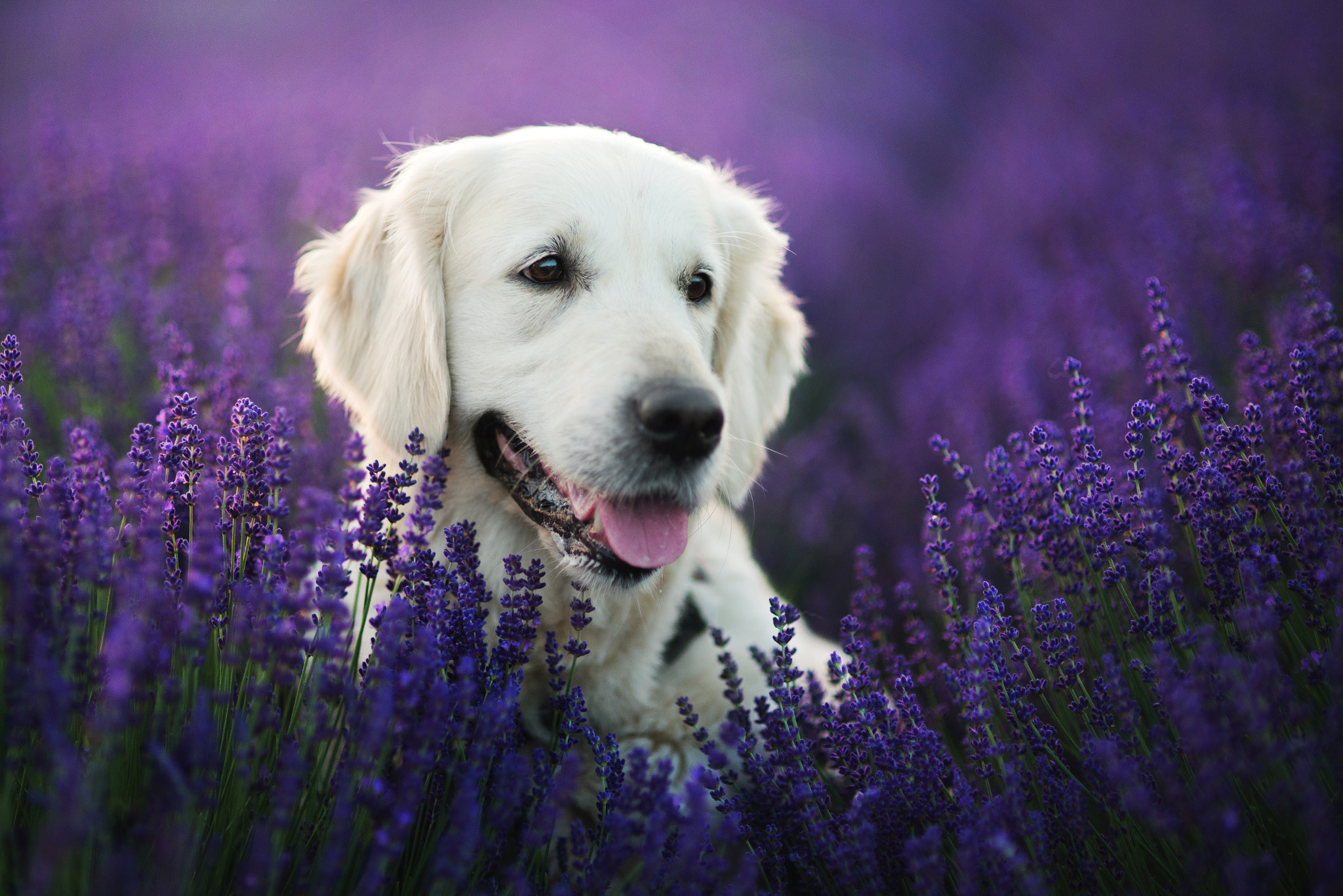 Nikon D610 + Sigma 85mm F1.4 EX DG HSM sample photo. Lavender prinsess photography