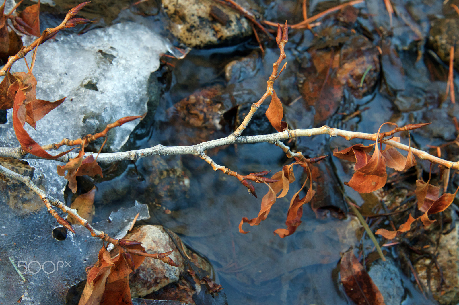 Nikon D3200 sample photo. Twig photography