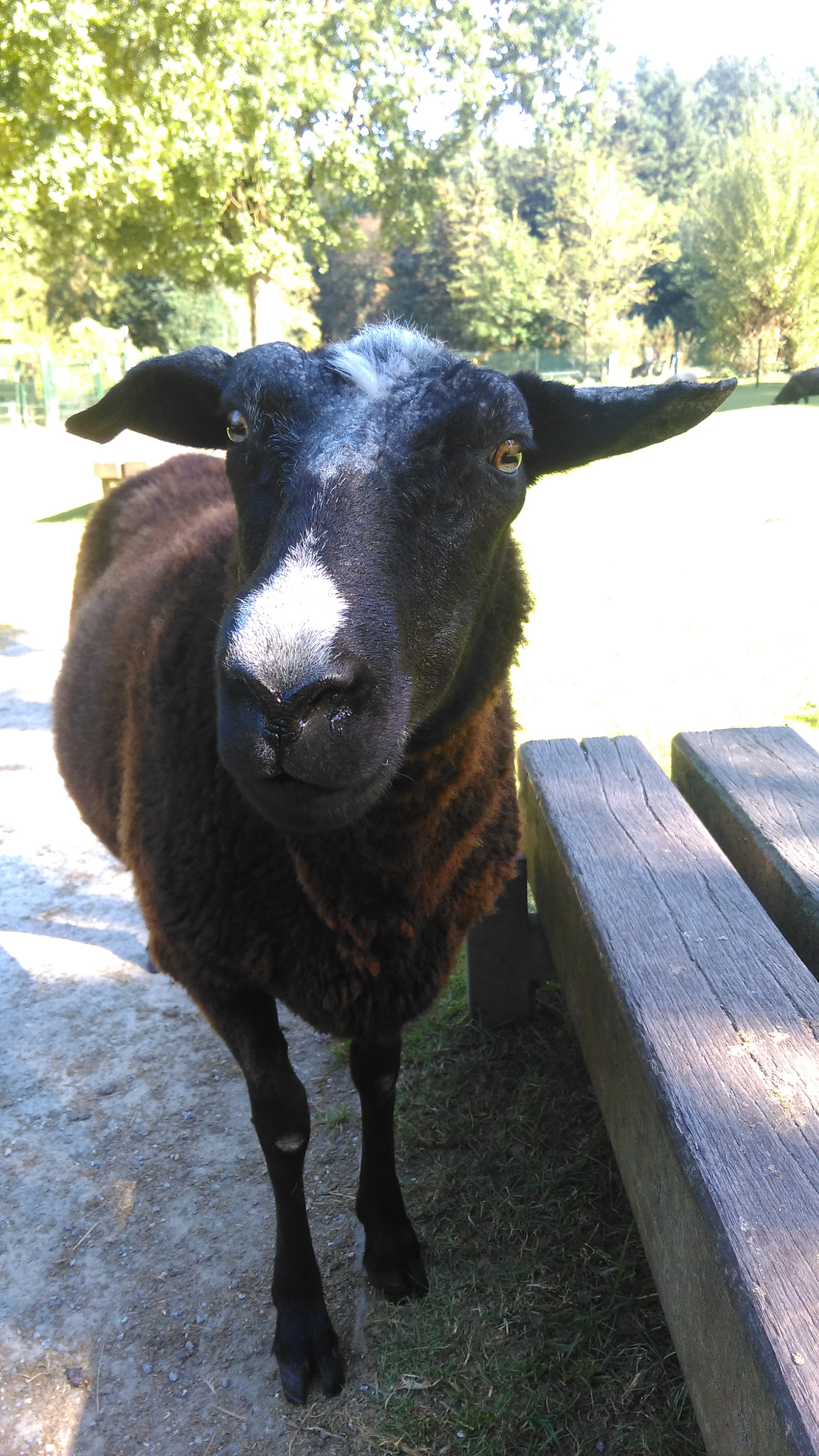 HTC ONE M8S sample photo. Cute sheep  photography