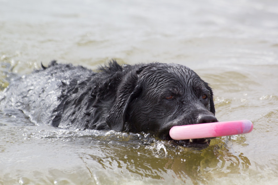 Sigma 70-300mm F4-5.6 APO DG Macro sample photo. Labrador photography