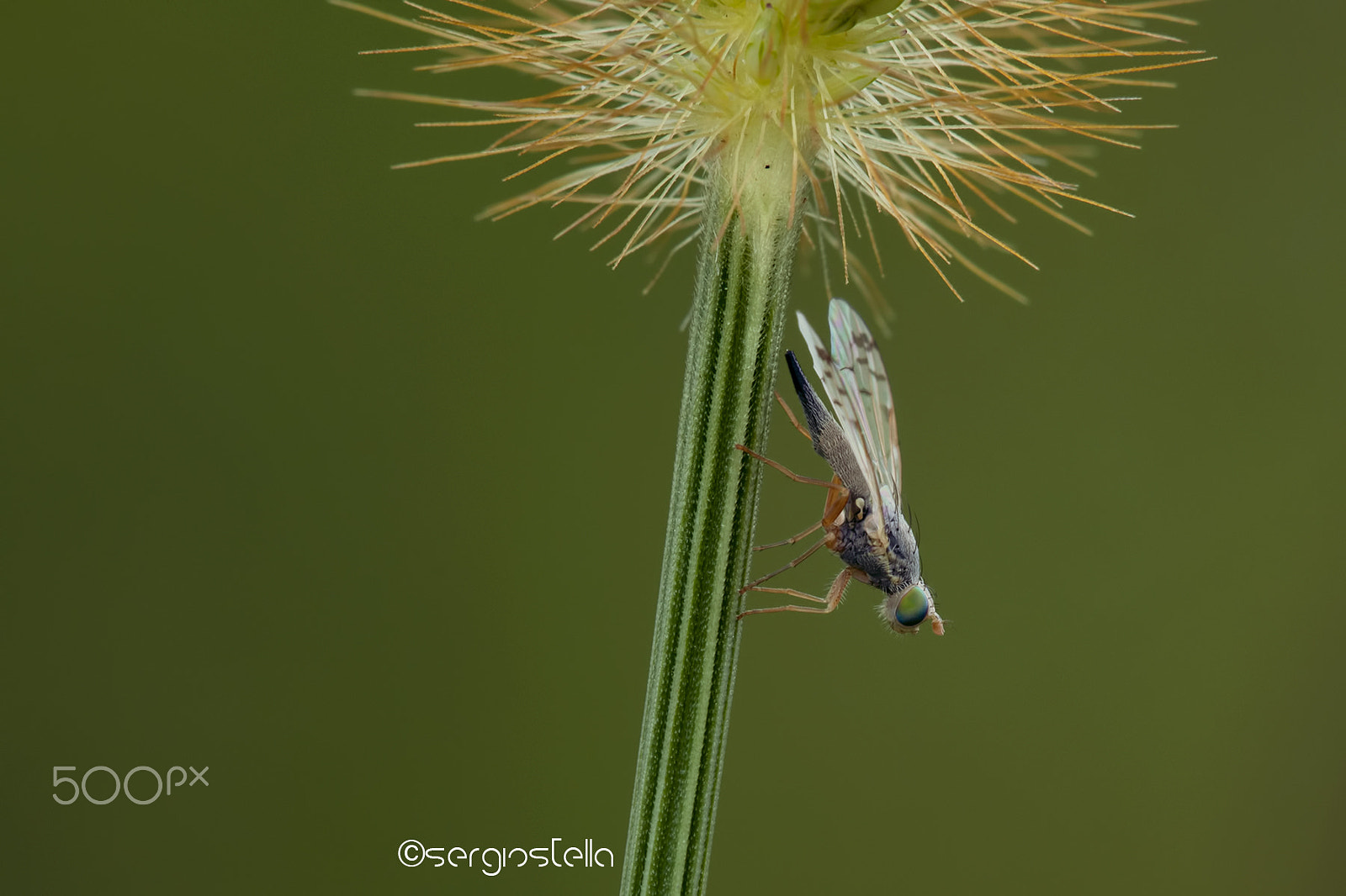 Sigma 150mm F2.8 EX DG Macro HSM sample photo. Chrysopilus sp._______ photography