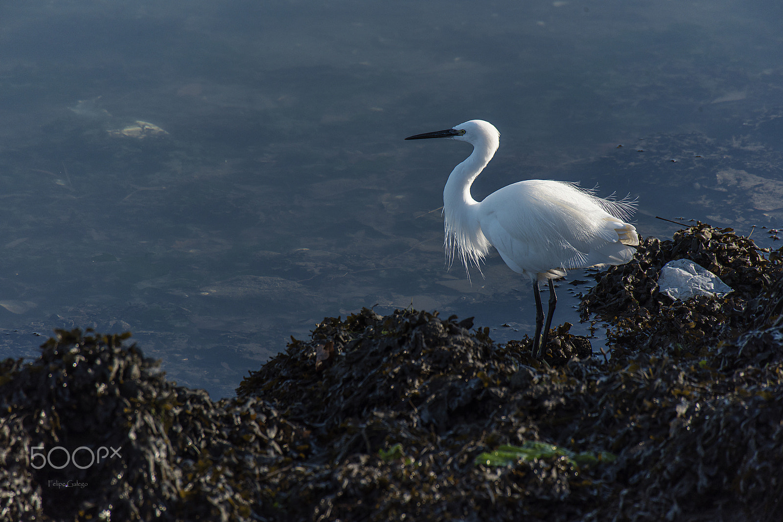 Sigma 50-500mm F4.5-6.3 DG OS HSM sample photo. Plumas de luz de mañama photography