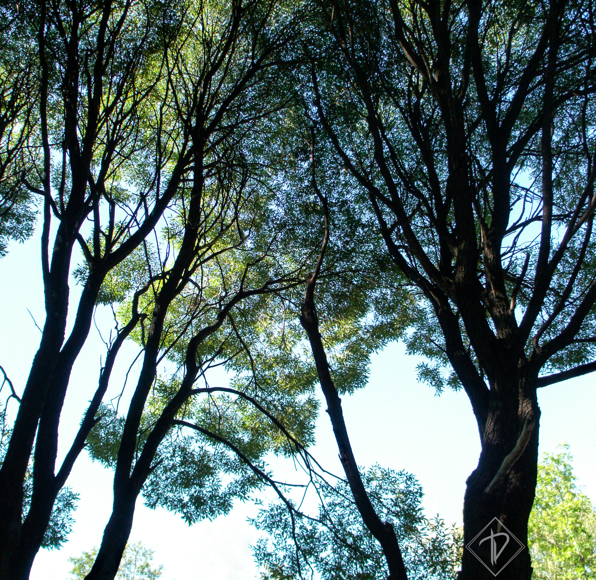 Sony Alpha NEX-C3 + Sony E 18-55mm F3.5-5.6 OSS sample photo. Crohn like roots photography