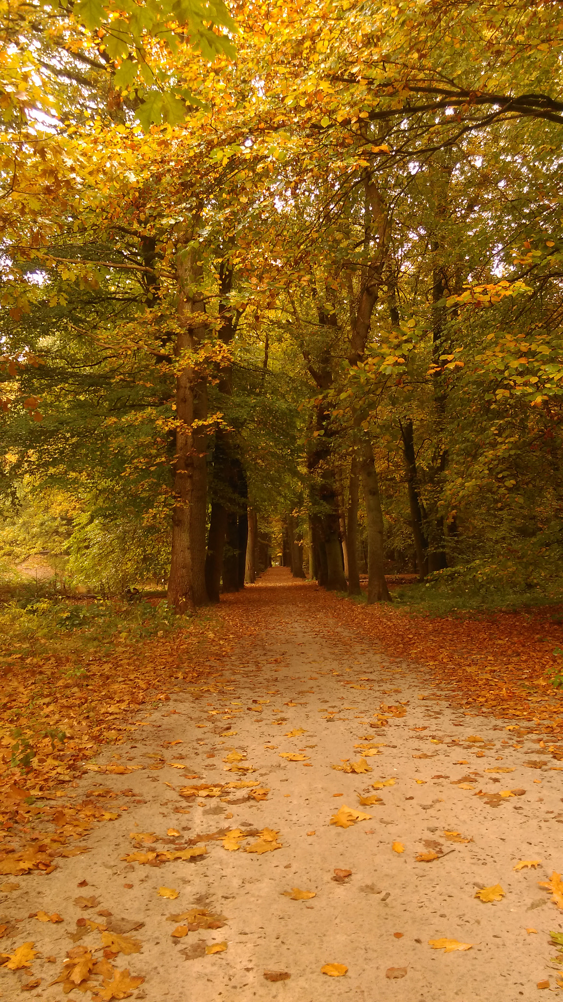 HTC ONE M8S sample photo. Autumn in the netherlands photography